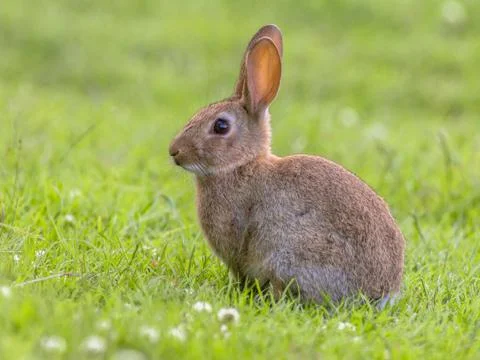 Wild rabbit green background Stock Photos