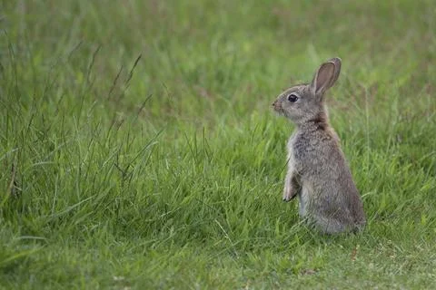 Wild rabbit has seen something Stock-Fotos