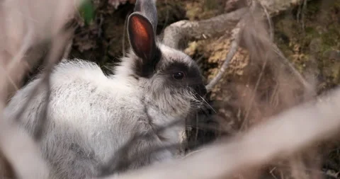 Wild rabbit hiding Vídeos de archivo 219802412