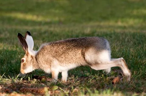 Wild Rabbit On High Alert Stock Photos