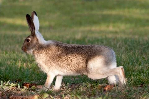 Wild Rabbit On High Alert Stock Photos