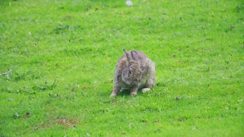 Wild rabbit hopping through green grass Video stock 336650627