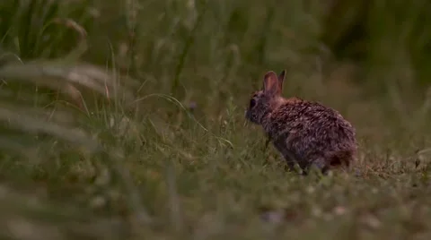 Wild Rabbit Looking Around (Slide) Stock Footage 65498951
