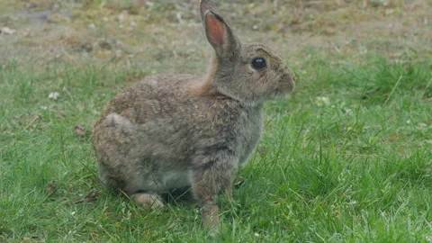 Wild rabbit looking out for predators Stock Footage 194058934