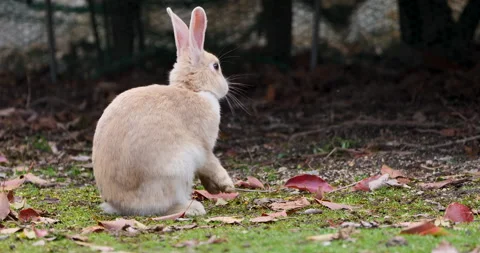 Wild rabbit in nature Vídeos de archivo 219801632