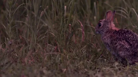 Wild Rabbit Nibbling Grass (Slide) Stock Footage 65498949