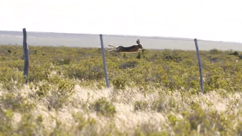 Wild rabbit or hare Stock Footage 267168069