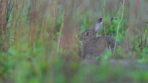 Wild rabbit (oryctolagus cuniculus) in the grass on a meadow during evening ligh Stock Footage 347411072