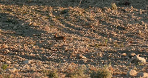 Wild rabbit Oryctolagus cuniculus runs in a field at sunset slow motion 120 fps Stock Footage 248926201