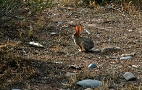 Wild rabbit on the path Foto stock