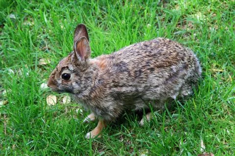 Wild rabbit. Stock Photos