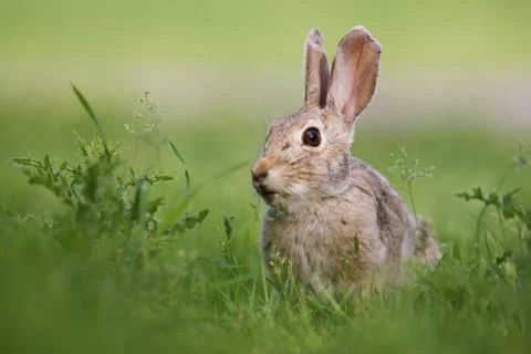 Wild rabbit Stock Photos
