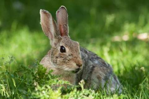 Wild rabbit Stock Photos