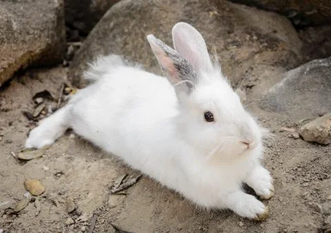 Wild rabbit Stock Photos
