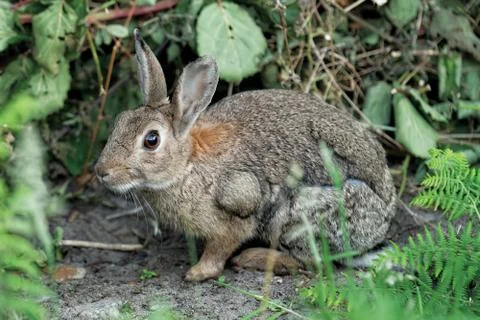 Wild rabbit Stock Photos