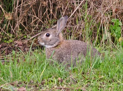 Wild rabbit Stock Photos