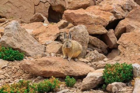 Wild rabbit Foto stock