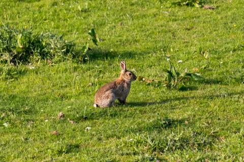 Wild rabbit Stock Photos