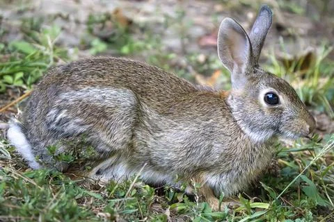 Wild Rabbit Stock Photos