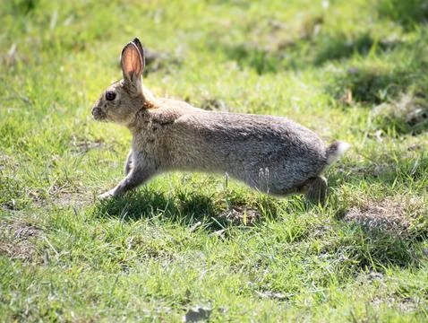 Wild  rabbit  plating  in a field Foto stock