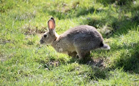 Wild  rabbit  plating  in a field Stock Photos