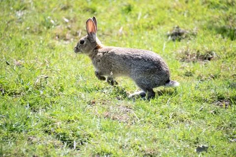 Wild  rabbit  plating  in a field Stock Photos