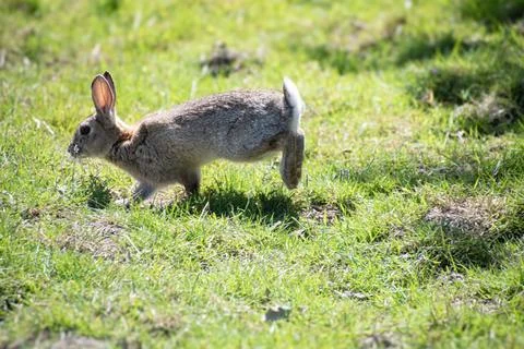 Wild  rabbit  plating  in a field Stock Photos