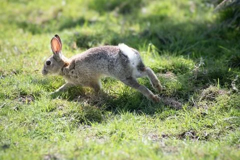 Wild  rabbit  plating  in a field Stock Photos