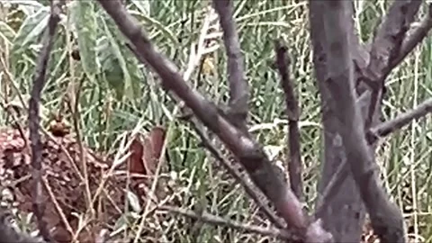 Wild Rabbit Resting in Brush Near Campsite in Wichita Falls Texas Stock Footage 340264053