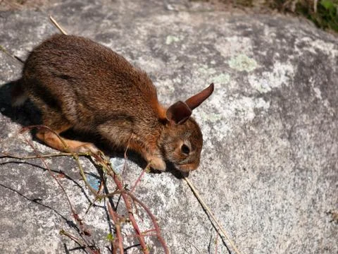 Wild rabbit on a rock Stock Photos