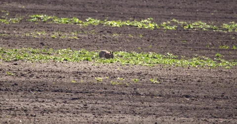 The wild rabbit running through the fields Stock Footage 254364359