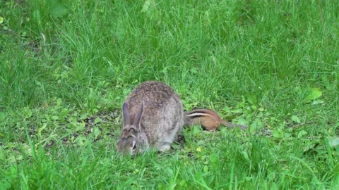 A wild rabbit scared by a chipmunk while they were feeding in the same place Stock Footage 232152719