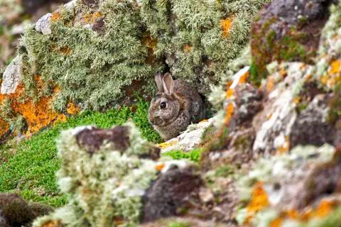 Wild rabbit sheltering behind rocks Stock Photos