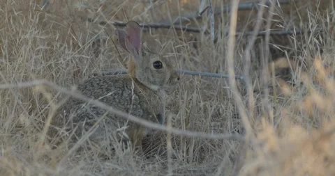 A wild rabbit sits alert in dry brushy grass 库存影片 339761027