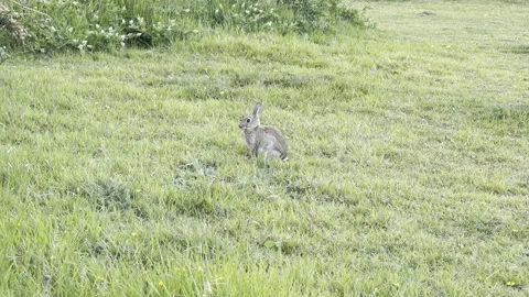 Wild rabbit sitting in grass close up Stock Footage 336521666