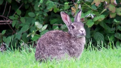 Wild rabbit sitting in the grass Video stock 82723394