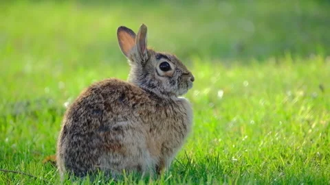 Wild Rabbit Sitting in Grass Nature Wildlife Video Video stock 334867499
