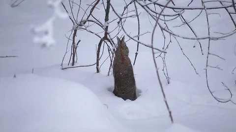 Wild Rabbit In the Snowy and Wintry Forest munches on twigs  Video stock 76503521