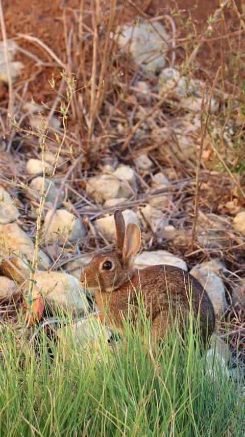 Wild rabbit standing still and looking around in its natural habitat. Small Stockbeeldmateriaal 345096042