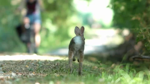 Wild rabbit startled running away into the woods Stock Footage 339210661