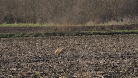 A wild rabbit was hit and killed while hunting. Stock Footage 297076744