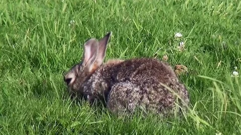 Wild rabbits eating and......going Stock Footage