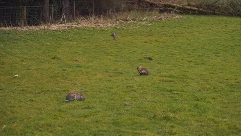 Wild rabbits Vídeo Stock 126994496