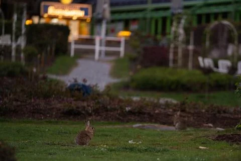 Wild rabbits on a meadow Stock Photos