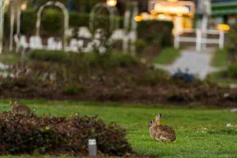 Wild rabbits on a meadow Stock Photos