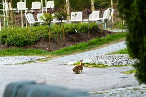 Wild rabbits on a meadow Foto stock