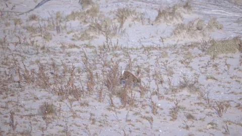 Wild rabbits moving through dune shrubs at sunrise searching for food recor.. Stock Footage 314060315
