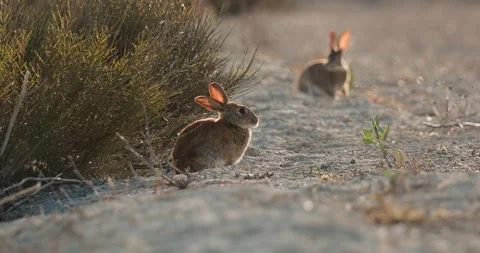 Wild rabbits Oryctolagus cuniculus in the field at sunset in slow motion 120fp Stock Footage 248927074