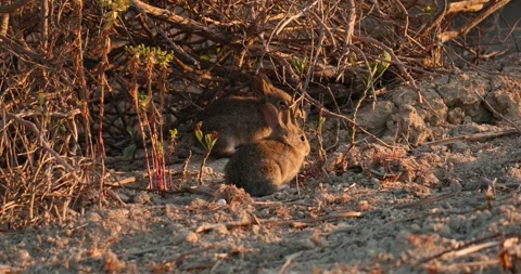 Wild rabbits Oryctolagus cuniculus jumping at sunset in slow motion 120fps 4k Stock Footage 248926737