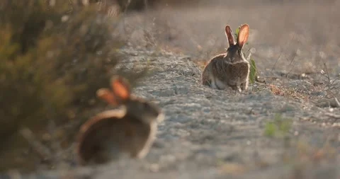 Wild rabbits Oryctolagus cuniculus at sunset in slow motion 120fps 4k video Stock Footage 248924338